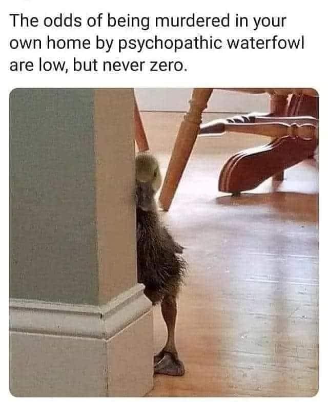 meme about duck